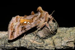 Autographa pulchrina