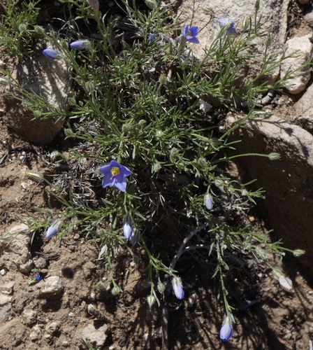 Image of Giliastrum acerosum by (c) bmasinton, some rights reserved (CC BY-SA)