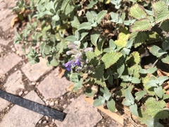 Lamiaceae