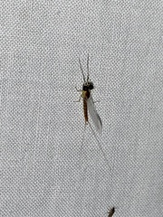 Maccaffertium terminatum