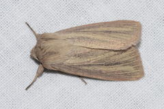 Mythimna pudorina