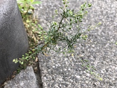 Lepidium ruderale