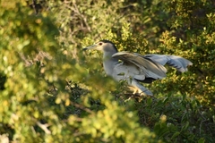 Nycticorax nycticorax