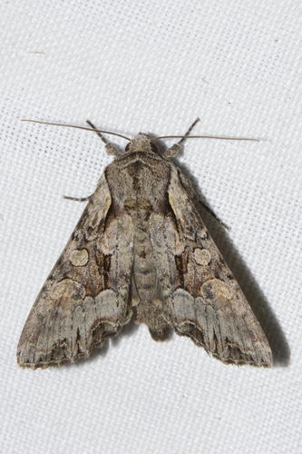 Light Brocade