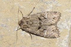 Pachetra sagittigera