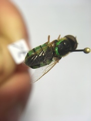 Odontomyia cincta
