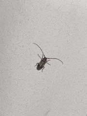 Exocentrus punctipennis