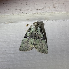 Leuconycta lepidula