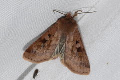Diarsia mendica