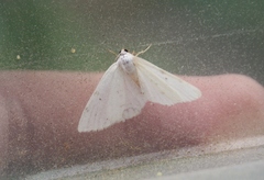 Lomographa bimaculata