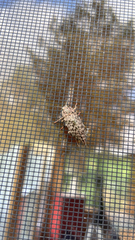 Dicerca tenebrosa tenebrosa