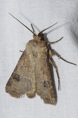 Agrotis clavis