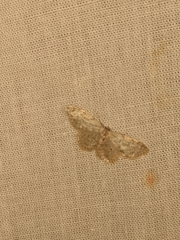 Scopula marginepunctata