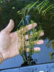 Elodea nuttallii