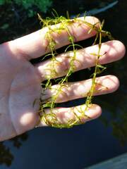Elodea nuttallii