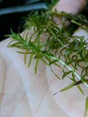 Elodea nuttallii
