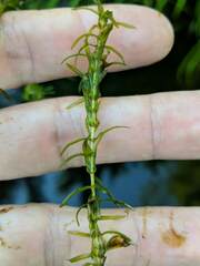 Elodea nuttallii