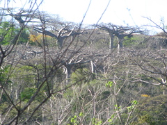 Adansonia suarezensis