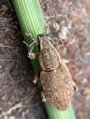 Tanymecus