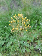 Pilosella echioides