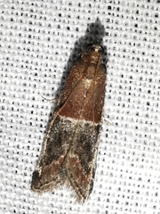 Acrobasis marmorea
