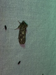 Acrolophus arcanella