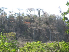 Adansonia suarezensis