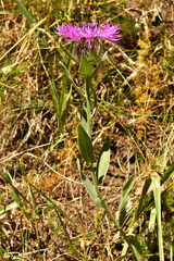 Centaurea uniflora