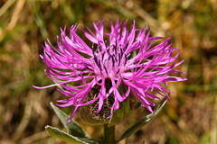 Centaurea uniflora