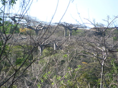 Adansonia suarezensis