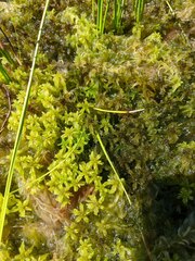 Sphagnum majus