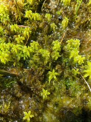 Sphagnum majus
