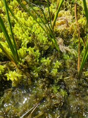 Sphagnum majus