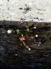 Erigeron karvinskianus