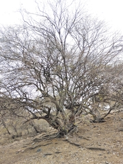 Libidibia paraguariensis