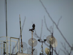 Parabuteo unicinctus