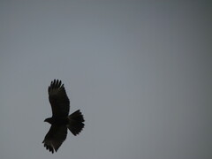 Parabuteo unicinctus