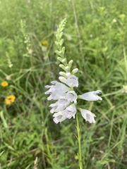 Physostegia angustifolia
