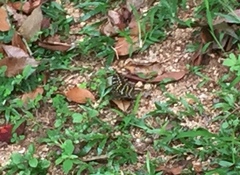 Lexias dirtea merguia