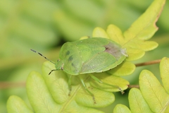 Chinavia pensylvanica