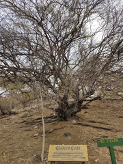 Libidibia paraguariensis