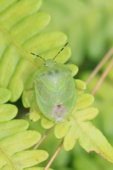 Chinavia pensylvanica
