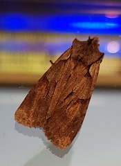 Lithophane furcifera