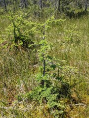Tuckermanopsis sepincola