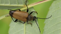 Trigonarthris subpubescens