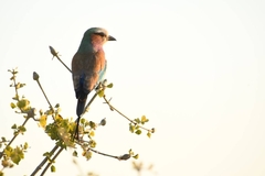 Coracias caudatus caudatus