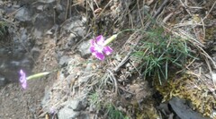 Dianthus longicaulis