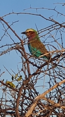 Coracias caudatus caudatus