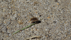 Parasystoechus flavescens