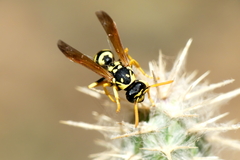 Polistes gallicus